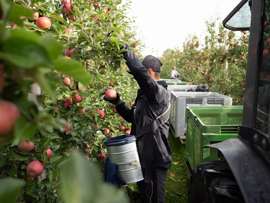 Danske økologiske æbler