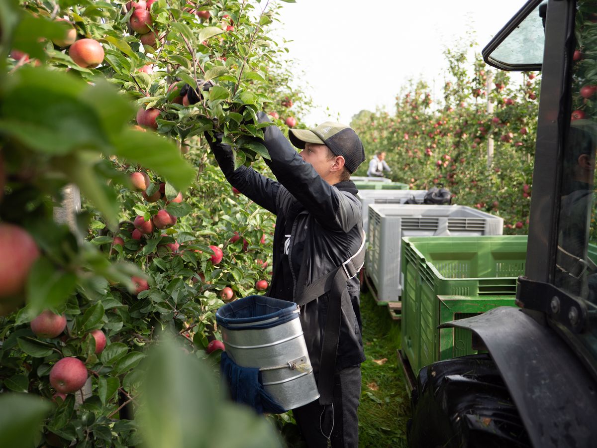Ørskov Frugt danske æbler pærer